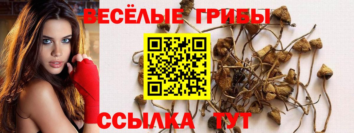 Псилоцибиновые грибы Cubensis Мариинск
